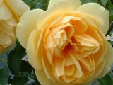 Englische Rosen "Graham Thomas"