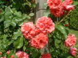 Rosarium Uetersen