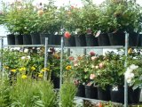 Rosenversand