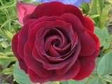 Historische Rosen "Souvenier du Dr. Jamain
